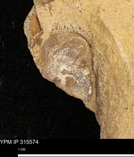 Mollusca