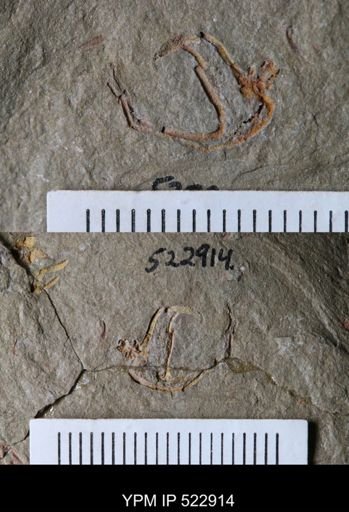 undet. Cornuta