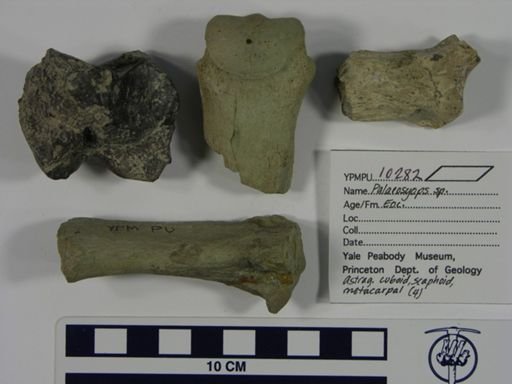 Palaeosyops