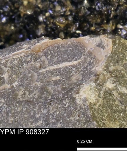 undet. Mollusca