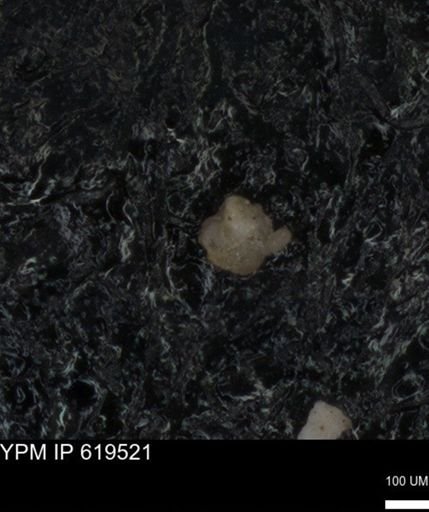 undet. Foraminiferida