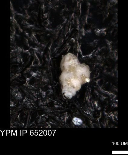 undet. Heterohelicidae