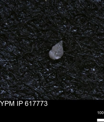 undet. Heterohelicidae