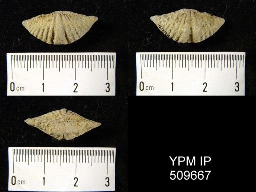 Tylothyris?