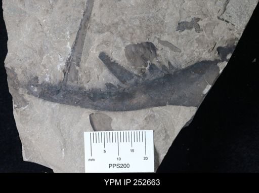undet. Pterygotidae