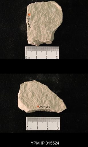 Probnis speciosa