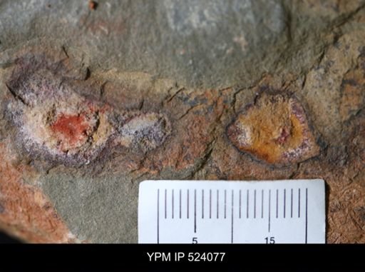 undet. Arthropoda