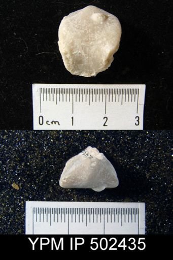 Dielasma sp.