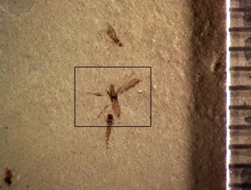 undet. Diptera