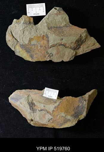 Thelxiope sp.