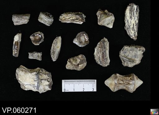 undet. Actinopterygii