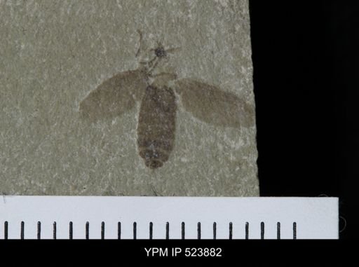 undet. Bibionidae