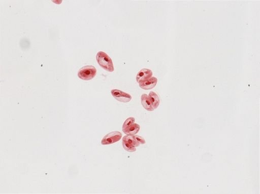 Paramecium calkinsi