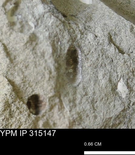 undet. Scaphitidae