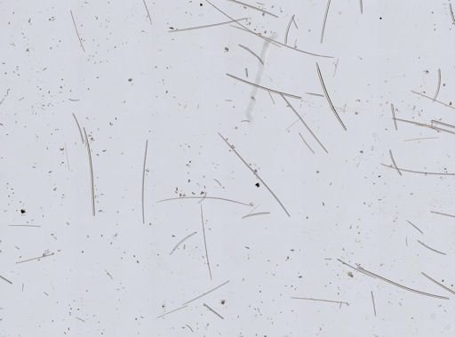 Bubaris sp.