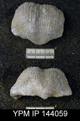 Productus (Dictyoclostus) vishnu