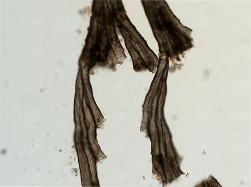 Crisulipora occidentalis