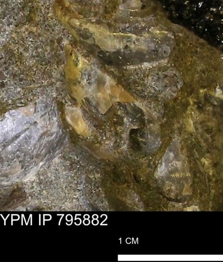 undet. Inoceramidae
