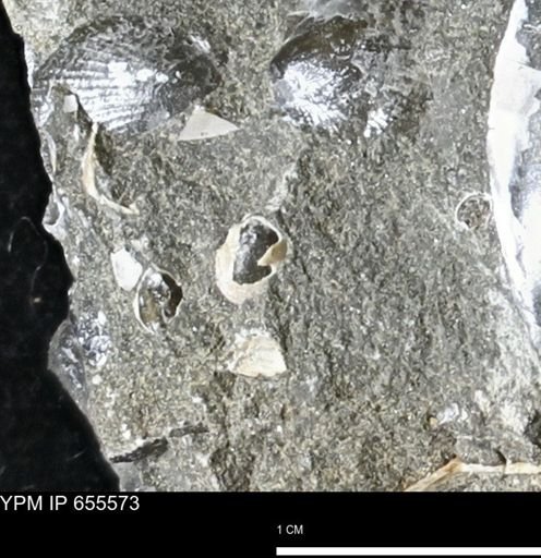 undet. Bivalvia