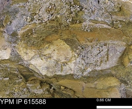undet. Bivalvia