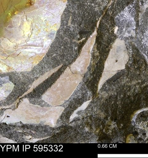 Hoploscaphites sp.