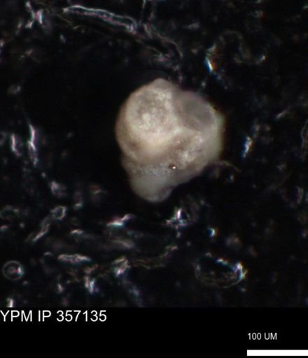 undet. Foraminiferida