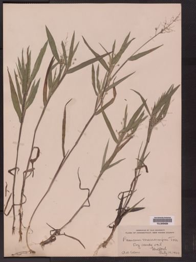 Panicum oligosanthes