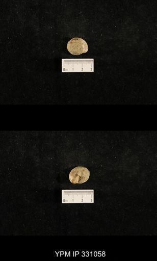 Trepospira depressa