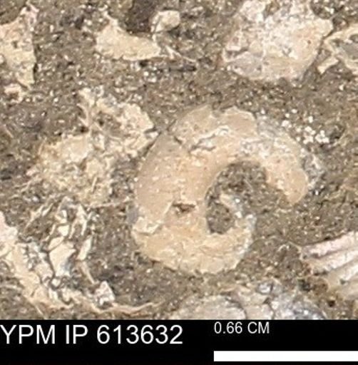 Scaphites sp.