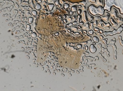 Cyathura polita