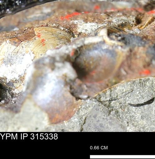 undet. Mollusca
