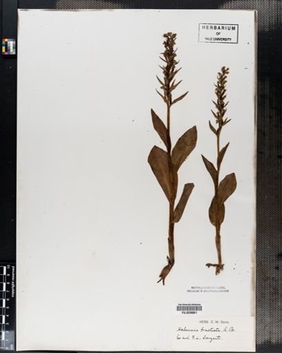 Habenaria