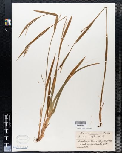 Carex laxiflora