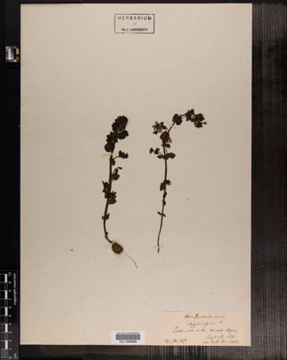 Plantae