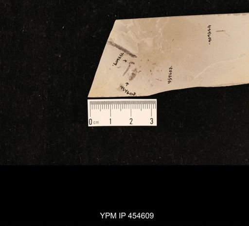 undet. Hymenoptera
