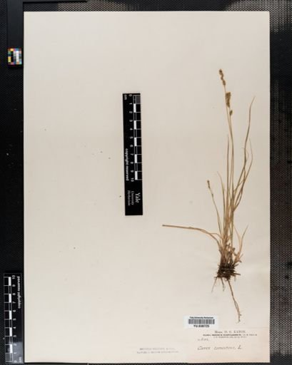 Carex canescens