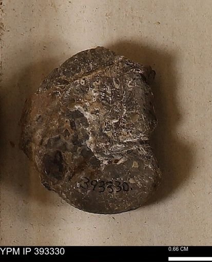 Scaphites sp.