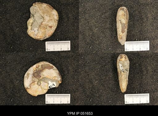 Hoploscaphites nicolletii