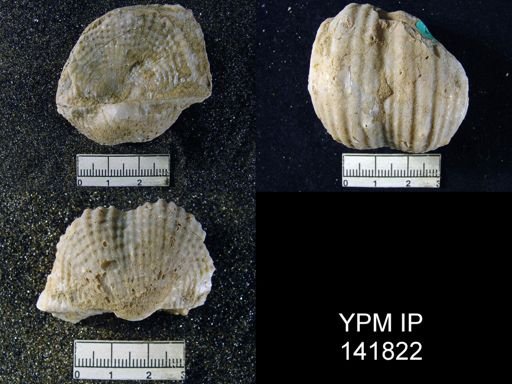 Productus (Dictyoclostus) indicus