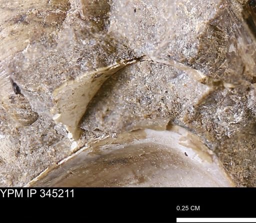 undet. Bivalvia