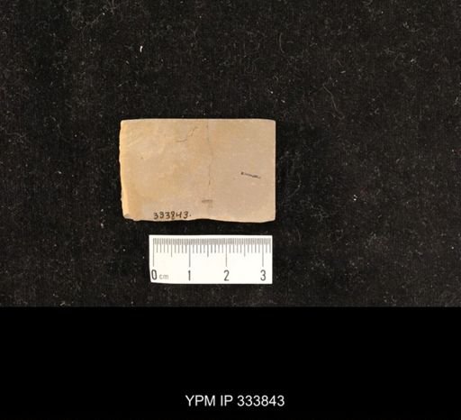 Hymenoptera?
