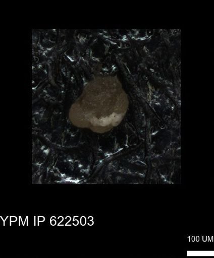 undet. Foraminiferida