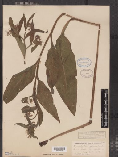 Symphytum officinale