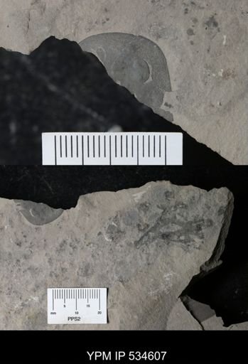Eurypterus sp.