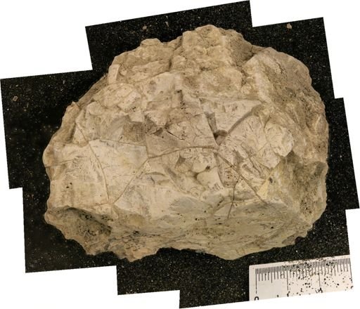 Baculites