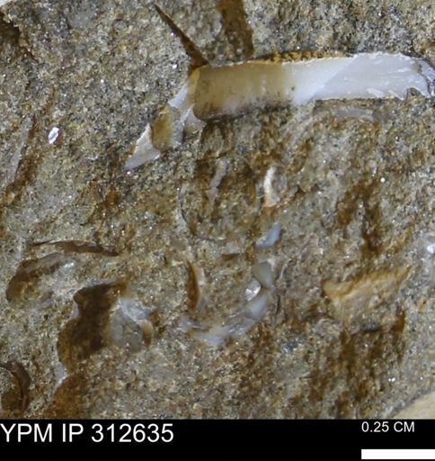Gastropoda?