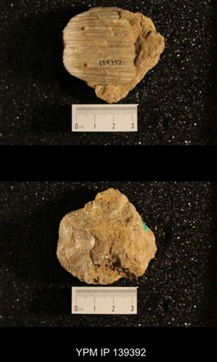 Productus (Dictyoclostus) sp.