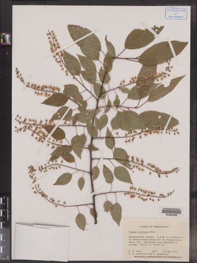 Prunus serotina