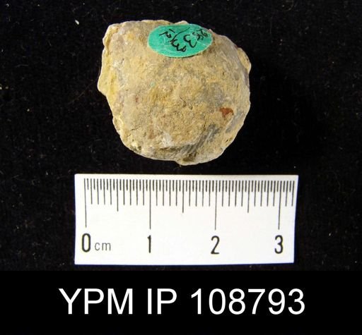 Stropheodonta equistriata