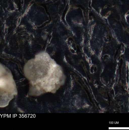 undet. Foraminiferida